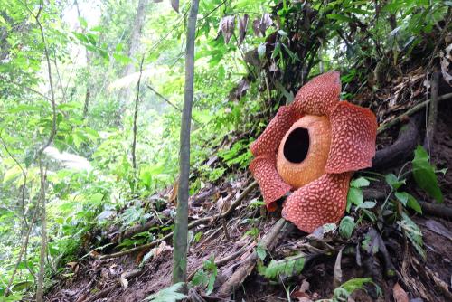 Bunga Rafflesia