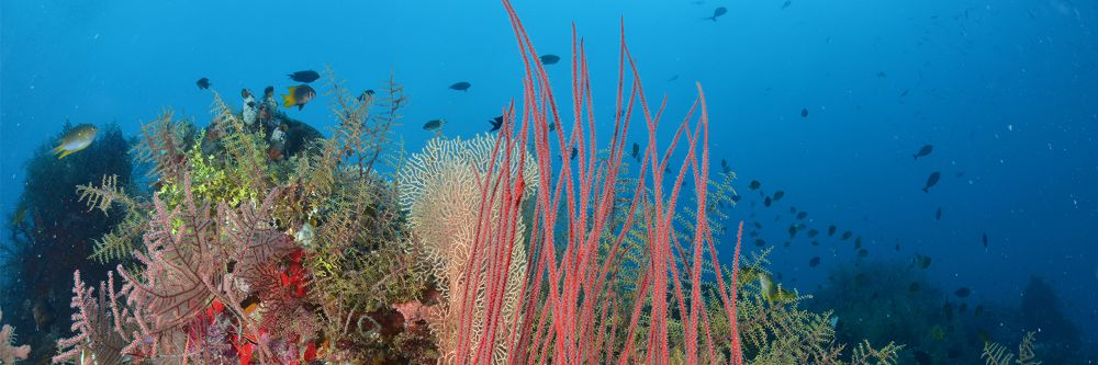 10 LIEUX ÉTONNANTS À VISITER A WAKATOBI