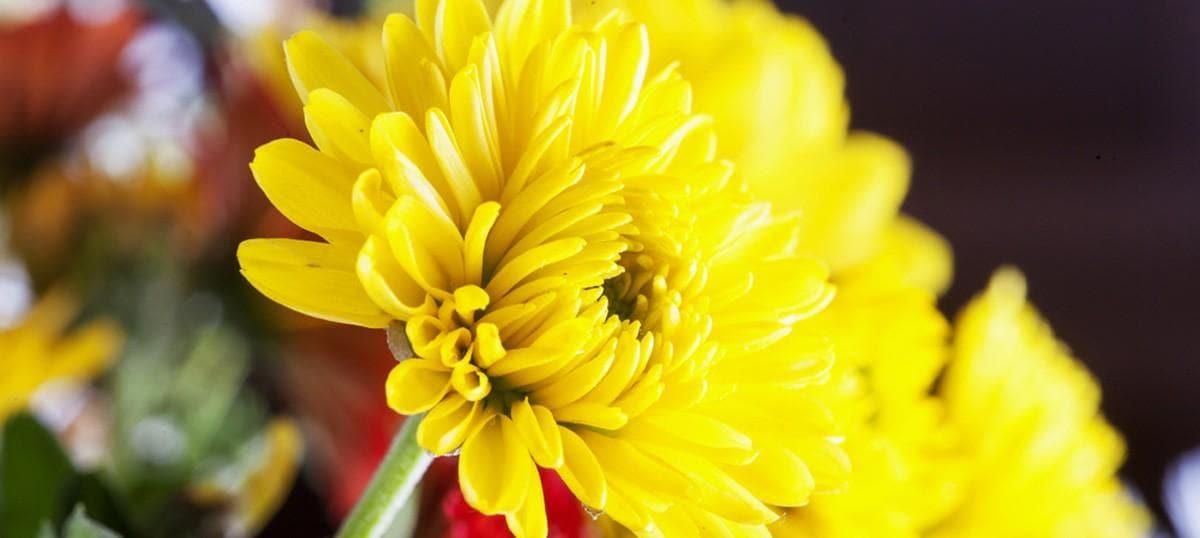 마나도 근방, 토모혼의 아름다운 꽃의 색으로 만드는 축제의 향연