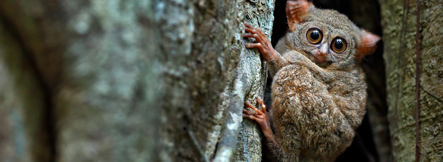 ستة حيوانات مثيرة للاهتمام متوطنة في سولاويسي