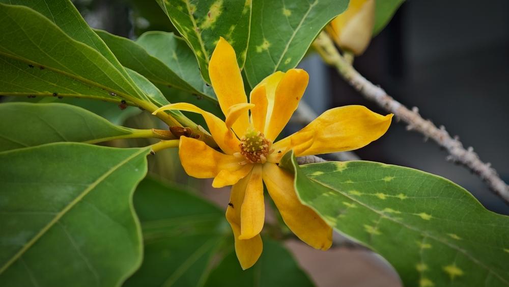 Bunga Cempaka Kuning