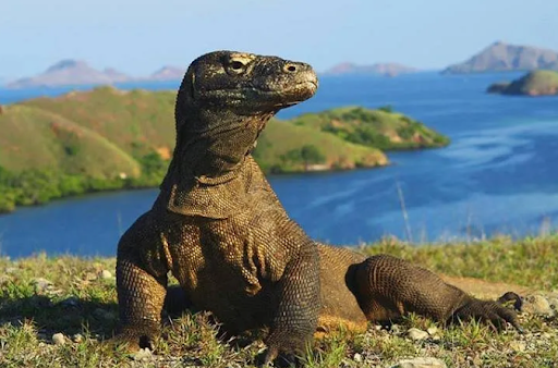 这里，藏着全世界唯一的真“龙”！