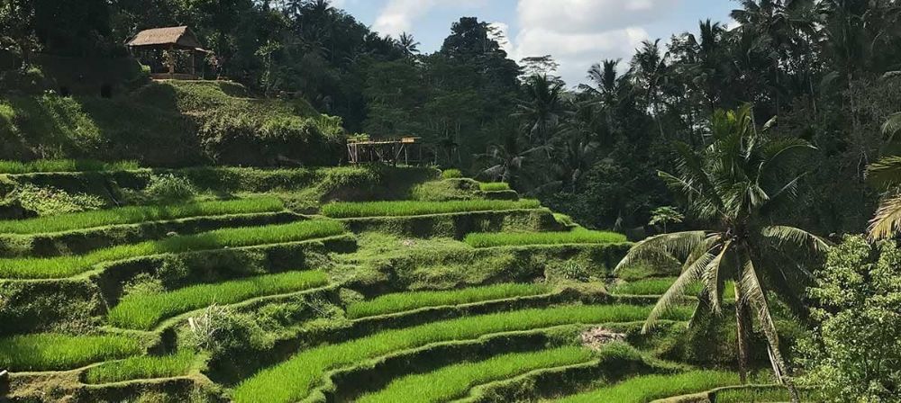Ubud the Magical City of Nature and Luxury