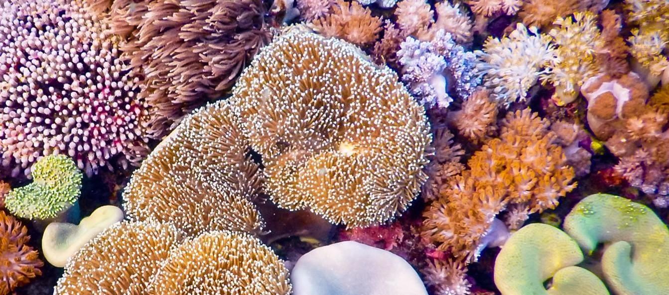 أكتشاف الجنة تحت الماء في واكاتوبي