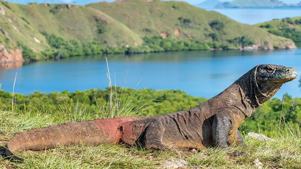 Mau Eksplor Labuan Bajo? Ini Dia 5 Ide Wisata Berkelanjutan yang Bisa Kamu Coba!